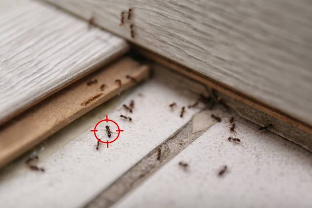 Best Affordable Pest Control Services  in Vivian, LA