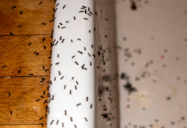 Best Commercial Pest Control Services  in Vivian, LA