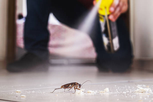 Best Local Pest Control Services  in Vivian, LA